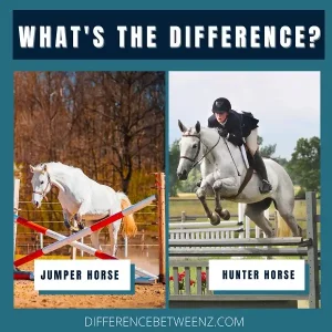 Difference Between Hunter and Jumper Horse