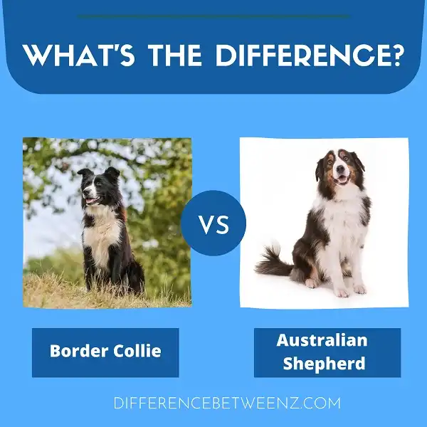 Difference between Border Collie and Australian Shepherd