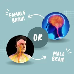 Difference between Male and Female Brain | Male vs Female Brain
