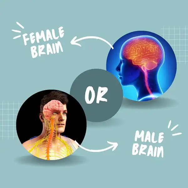 Difference between Male and Female Brain | Male vs Female Brain