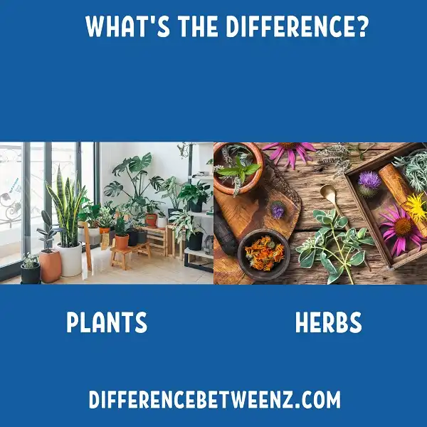 Difference between Plants and Herbs