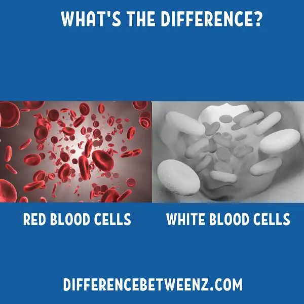 Difference between Red blood Cells and White blood Cells