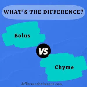 Difference between bolus and Chyme