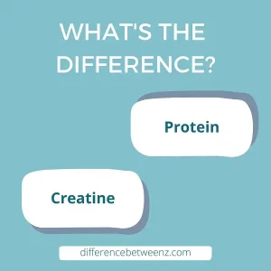 Difference between Protein and Creatine | Protein vs. Creatine
