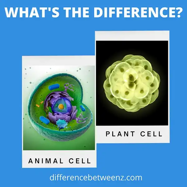 Difference between Animal and Plant Cell