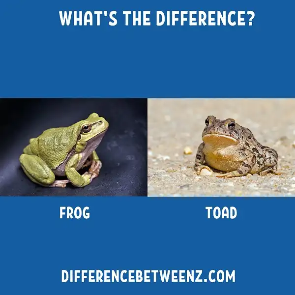 Difference between Frog and Toad