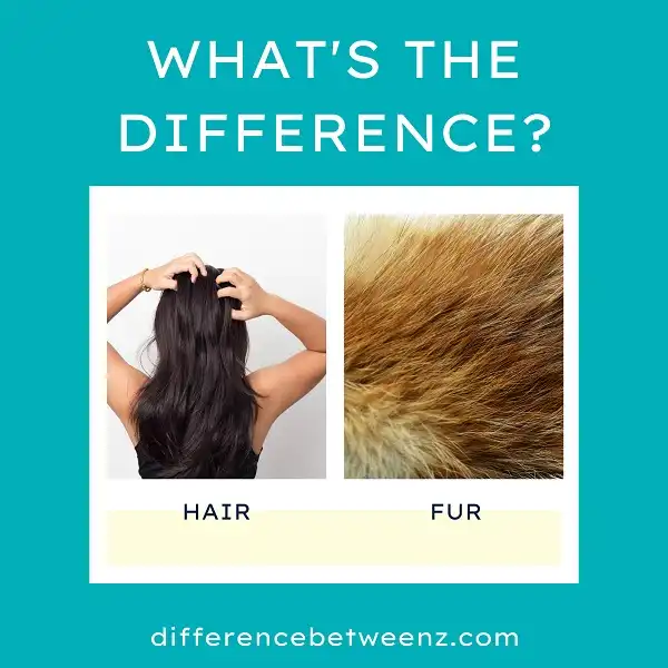 Difference between Hair and Fur