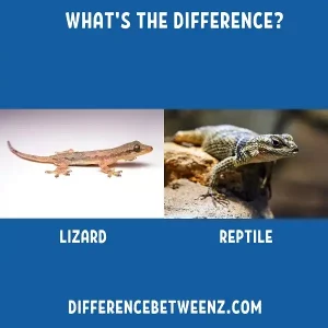 Difference between Lizard and Reptile