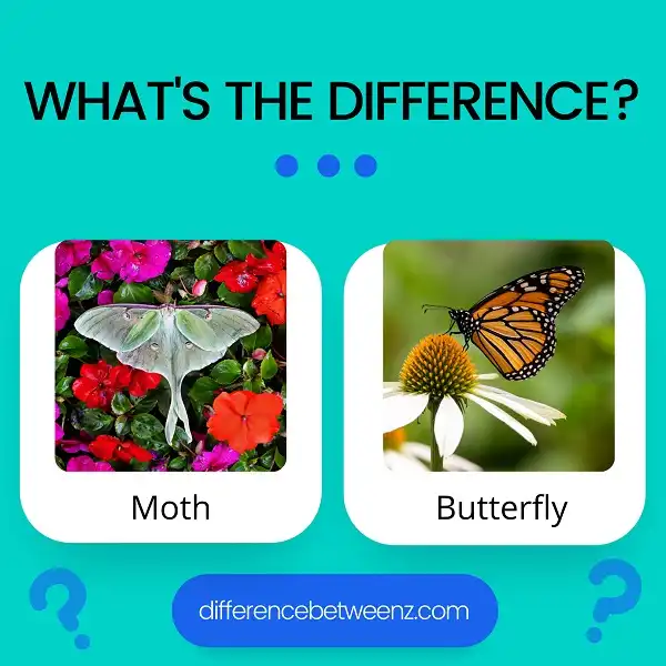 Difference between Moth and Butterfly