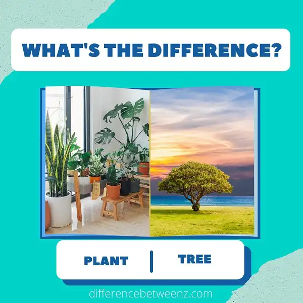 Difference between Plant and Tree
