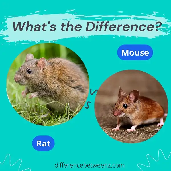 Difference between Rat and Mouse