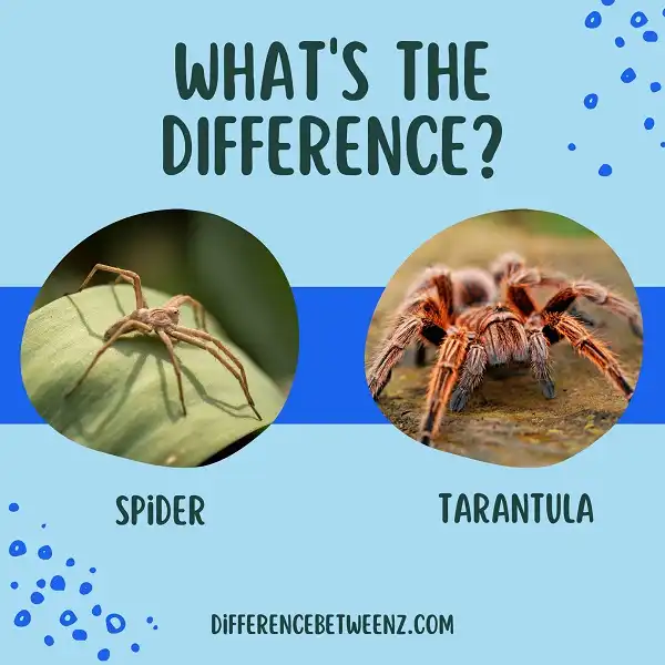 Difference between Spider and Tarantula