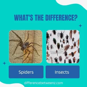 Difference between Spiders and Insects | Spiders vs. Insects