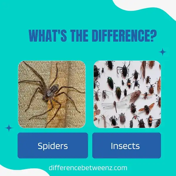 Difference between Spiders and Insects | Spiders vs. Insects