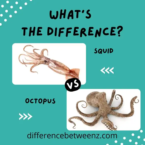 Difference between Squid and Octopus