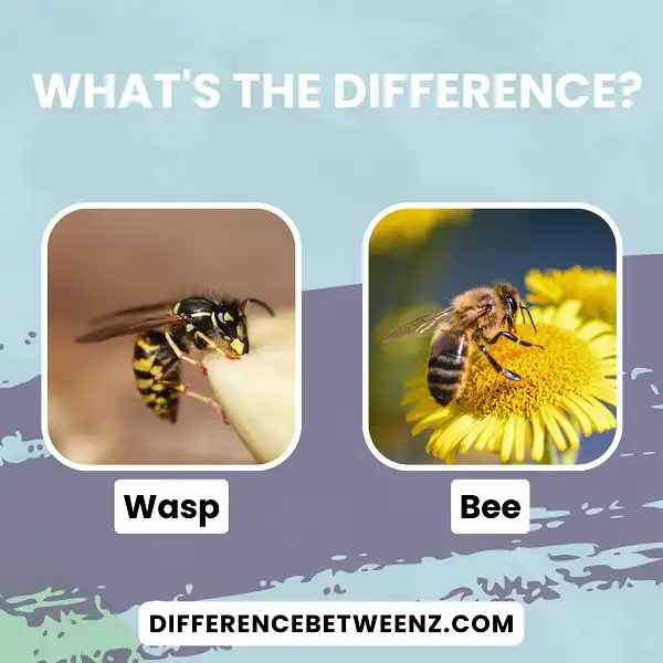 Difference between Wasp and Bee