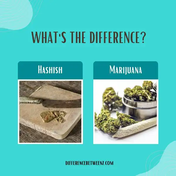 Difference between Hashish and Marijuana