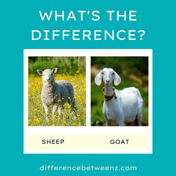 Difference between Sheep and Goat