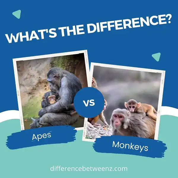 Difference between Apes and Monkeys