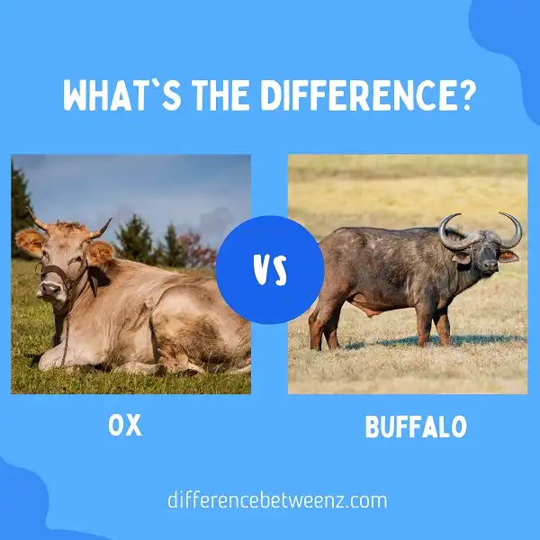 Difference between Ox and Buffalo