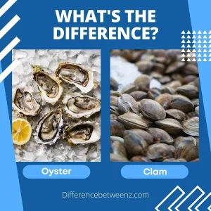 Difference between Oyster and Clam