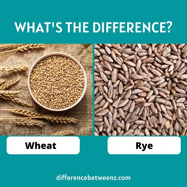 Difference between Wheat and Rye