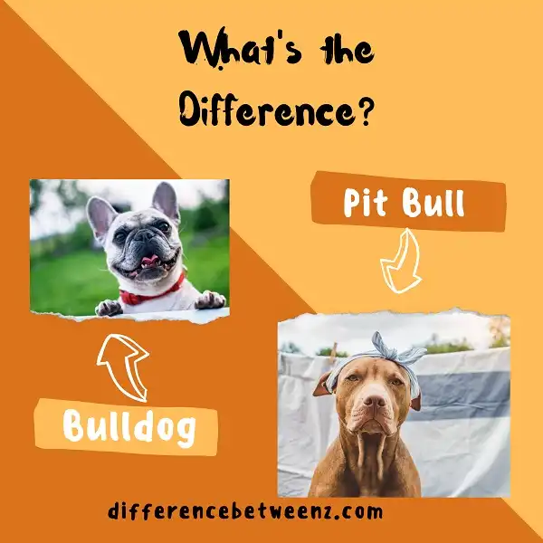 Difference between Bulldog and Pit Bull
