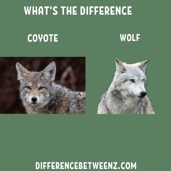 Difference between Coyote and Wolf