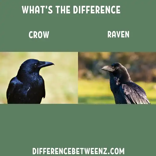 Difference between Crow and Raven