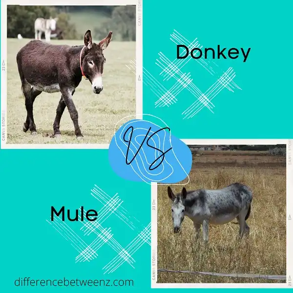 Difference between Donkey and Mule