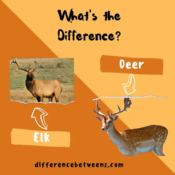 Difference between Elk and Deer