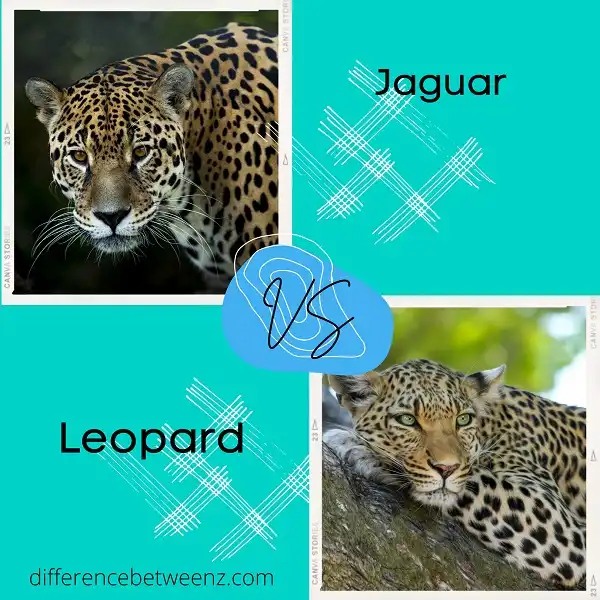 Difference between Jaguar and Leopard