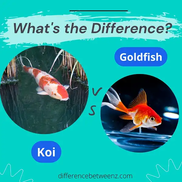 Difference between Koi and Goldfish