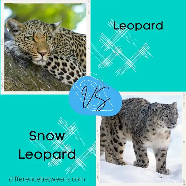 Difference between Leopard and Snow Leopard