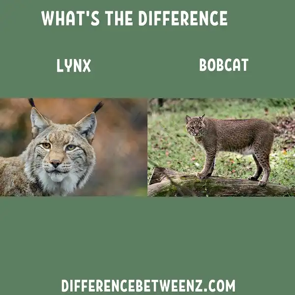 Difference between Lynx and Bobcat