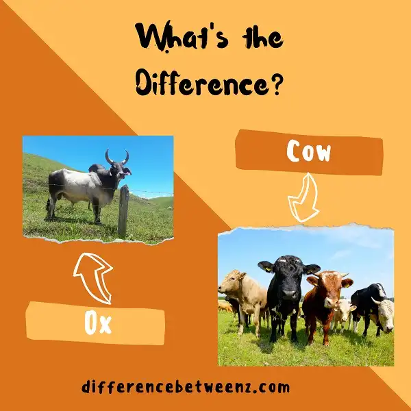 Difference between Ox and Cow
