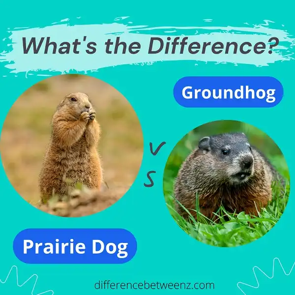 Difference between Prairie Dog and Groundhog