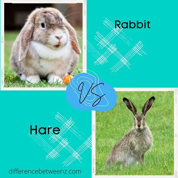 Difference between Rabbit and Hare
