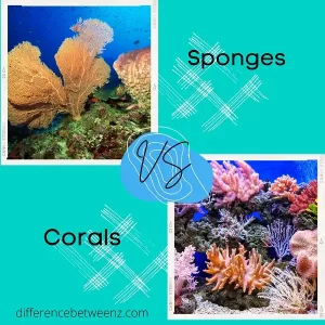 Difference between Sponges and Corals