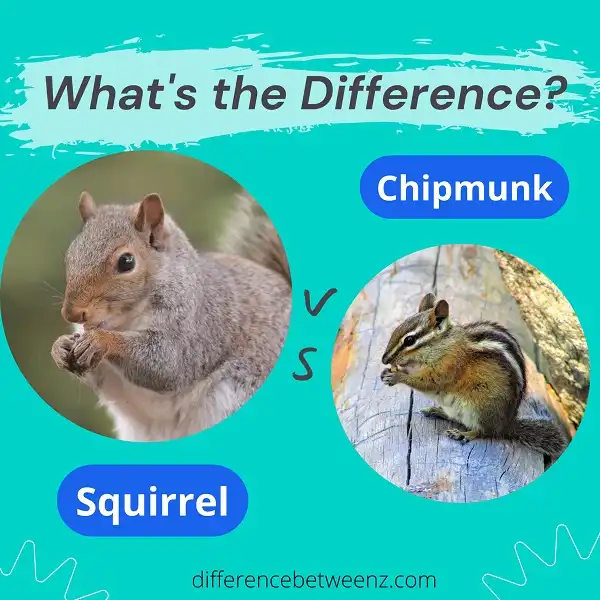 Difference between Squirrel and Chipmunk