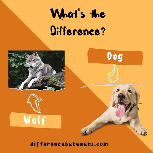Difference between Wolf and Dog