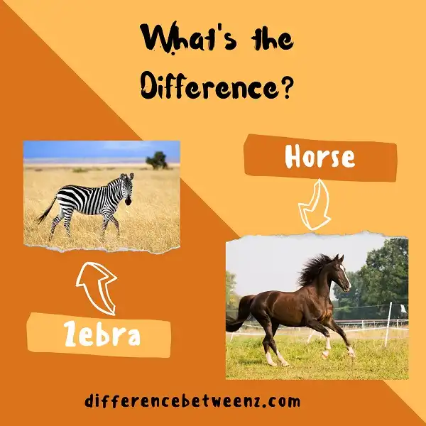 Difference between Zebra and Horse