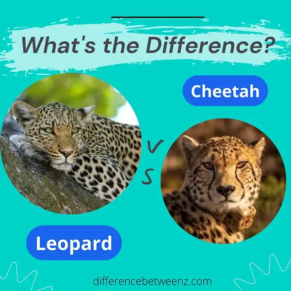 Difference between a Leopard and a Cheetah