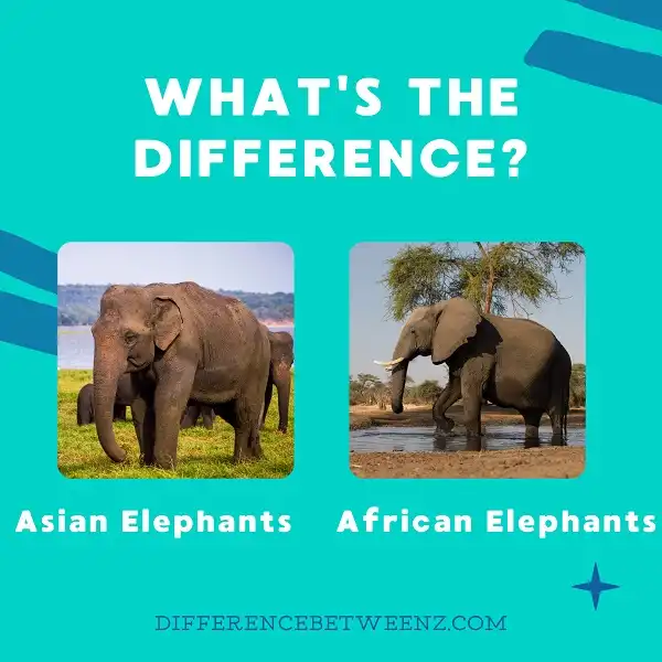 Difference between African and Asian Elephants
