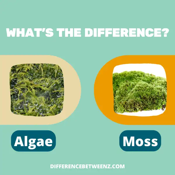 Difference between Algae and Moss