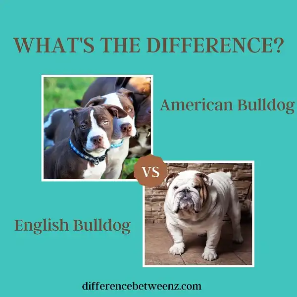 Difference between American and English Bulldogs