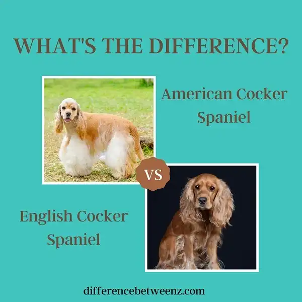 Difference between American and English Cocker Spaniel