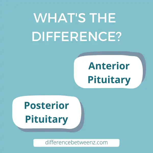 Difference between Anterior Pituitary and Posterior Pituitary