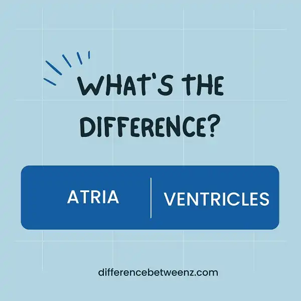 Difference between Atria and Ventricles