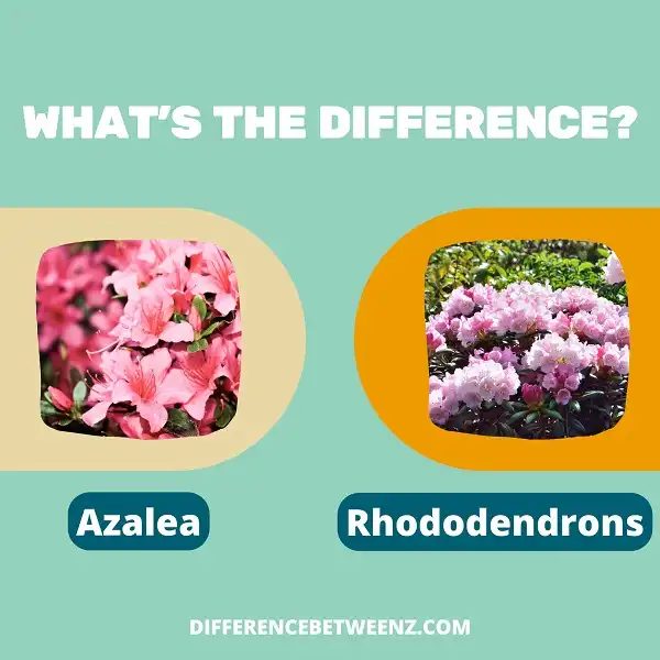 Difference between Azaleas and Rhododendrons